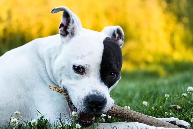 After Dog Bite at Work, Exclusivity Leashes Home Depot Employees Tort Claims