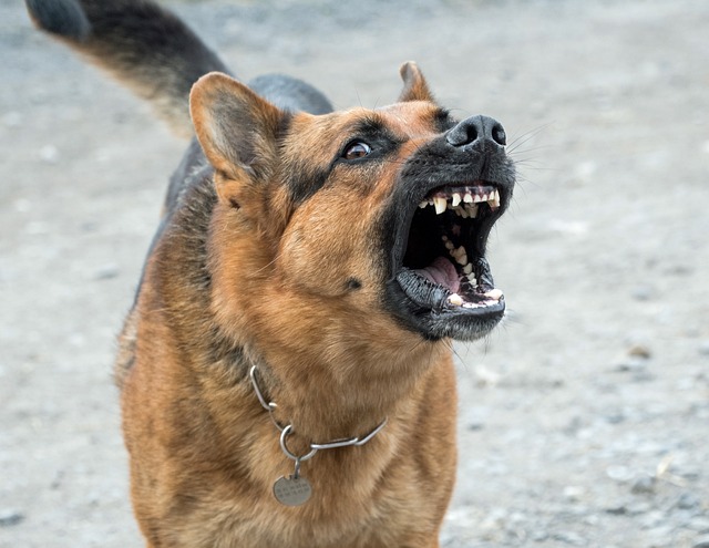 Park Worker Mauled by Dog