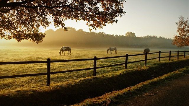 Recent Study Suggests Physicians Want to Return to their Rural Roots