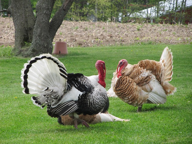 Postal Employees Attacked by Turkeys