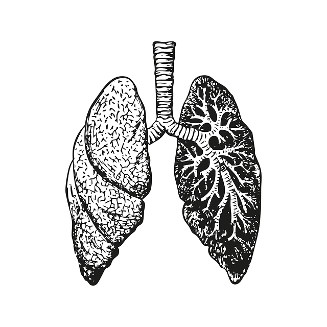 lungs 7578680 640