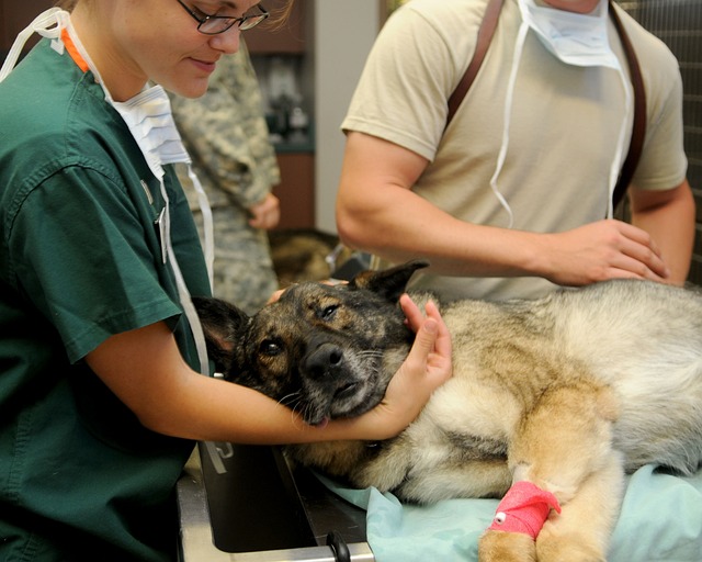 Job Challenges Leading to High Rates of Suicide for American Veterinarians