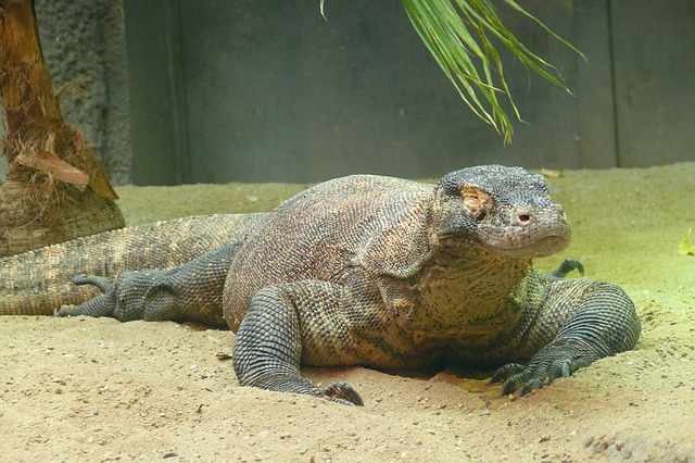 Ohio Zoo Employee Injured by Komodo Dragon 