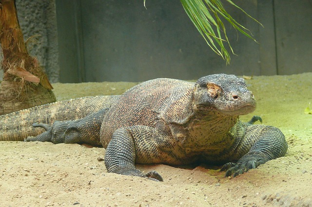 Ohio Zoo Employee Injured by Komodo Dragon